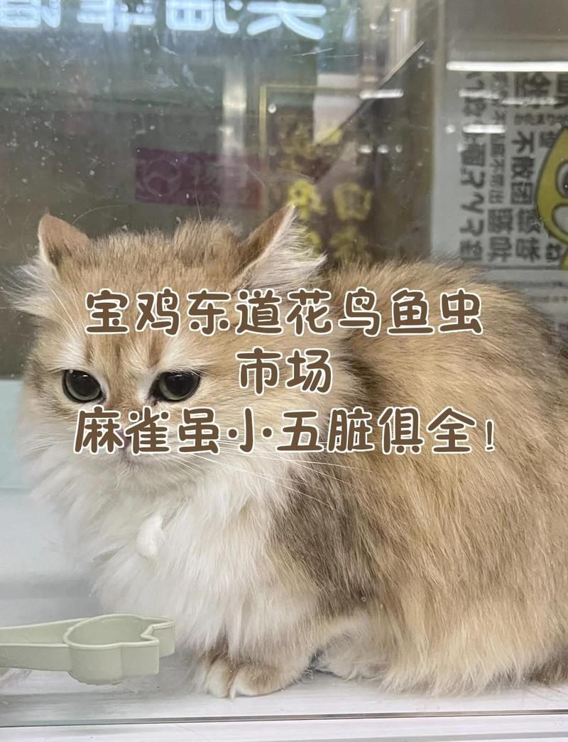 寶雞魚缸批發市場,寶雞專業魚缸批發市場一站式采購 全國水族館企業名錄 第6張 寶雞魚缸批發市場,寶雞專業魚缸批發市場一站式采購 寶雞魚缸批發市場,寶雞專業魚缸批發市場一站式采購 全國水族館企業名錄 第6張