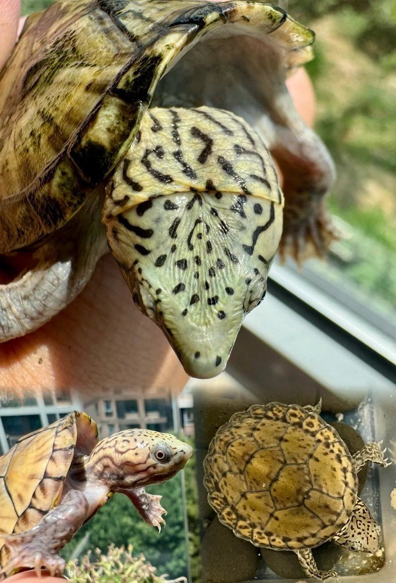 巨頭蛋龜和虎紋蛋龜，巨頭蛋龜VS虎紋蛋龜，兩大熱門蛋龜品種特征與飼養要點詳解