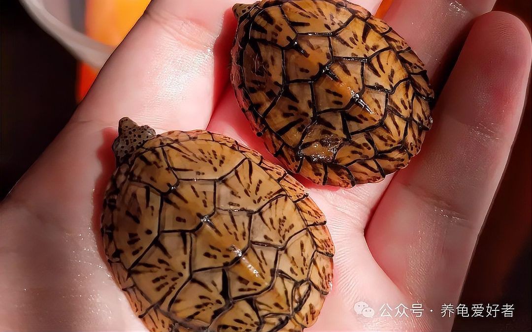 巨頭蛋龜和虎紋蛋龜，巨頭蛋龜VS虎紋蛋龜，兩大熱門蛋龜品種特征與飼養要點詳解