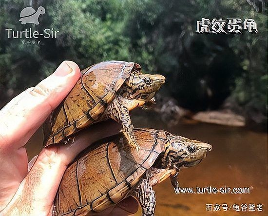 巨頭蛋龜和虎紋蛋龜，巨頭蛋龜VS虎紋蛋龜，兩大熱門蛋龜品種特征與飼養要點詳解