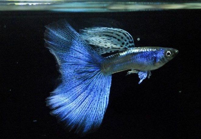 孔雀魚一到晚上關燈后就死，揭秘！孔雀魚為何頻頻在夜間關燈
