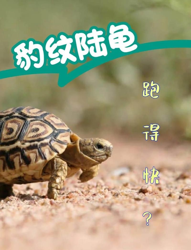 哥倫比亞綠皮皇冠豹生長速度，揭秘哥倫比亞綠皮