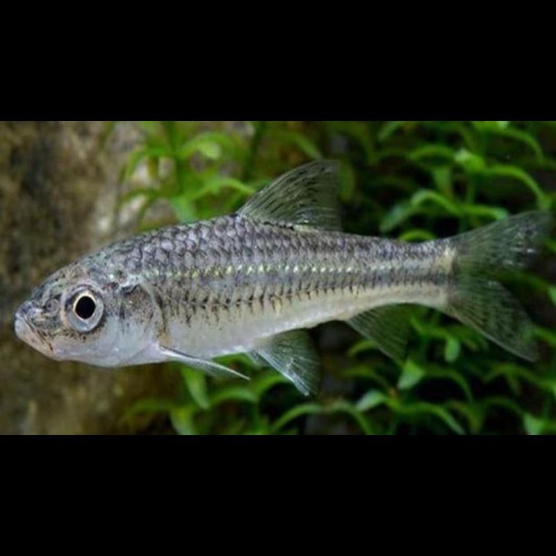 湖里的小魚一般都是什么魚，探秘湖泊生態，盤點水域中最常見的