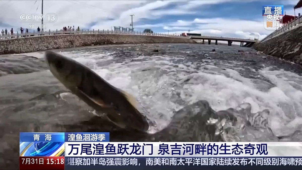 湖里的小魚一般都是什么魚，探秘湖泊生態，盤點水域中最常見的