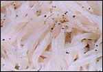 湖里的小魚一般都是什么魚，探秘湖泊生態，盤點水域中最常見的