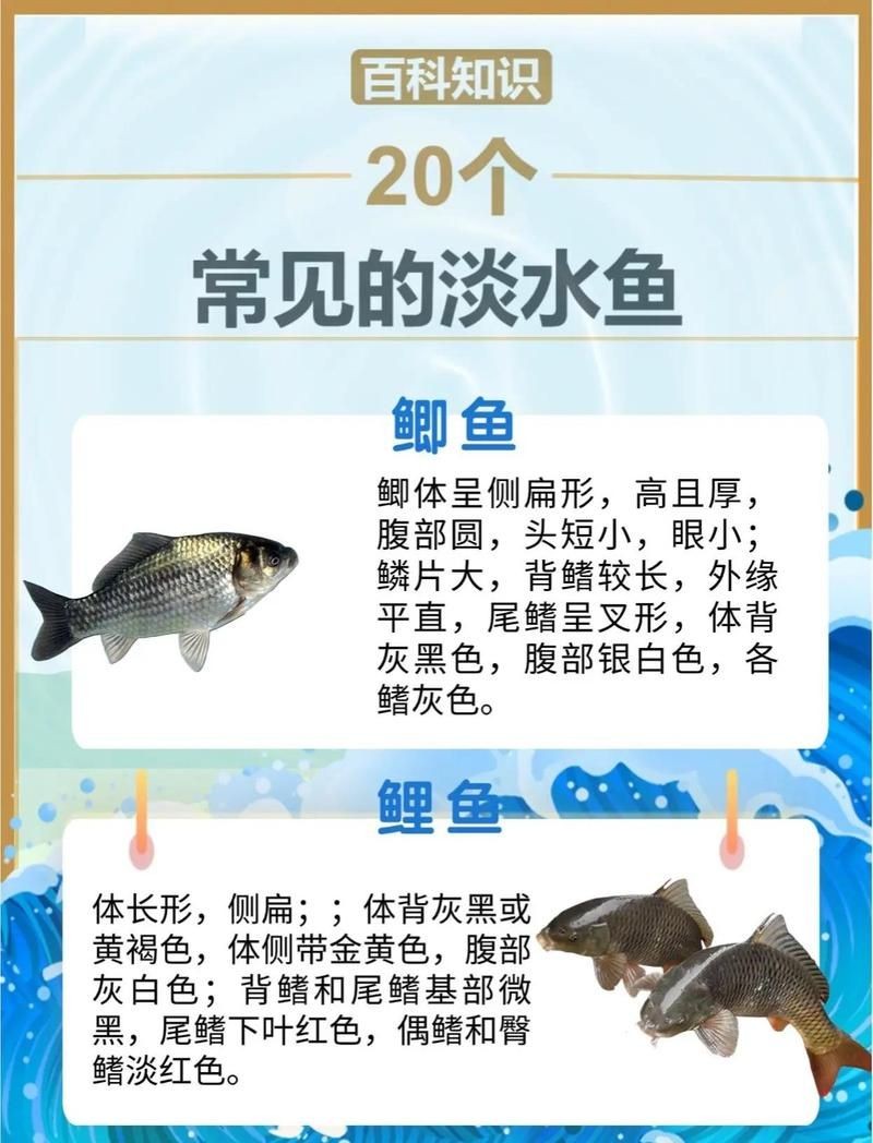 湖里的小魚一般都是什么魚，探秘湖泊生態，盤點水域中最常見的