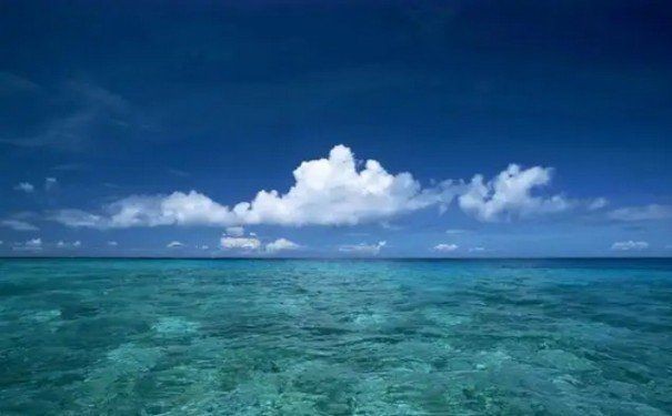 海豚為什么會救人，揭秘海豚救人，海洋精靈的善意