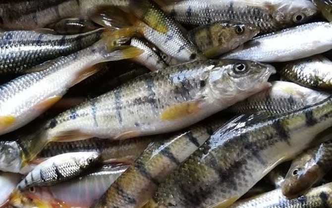 祥龍魚場是否有加盟成功的案例？，祥龍魚場加盟成功案例