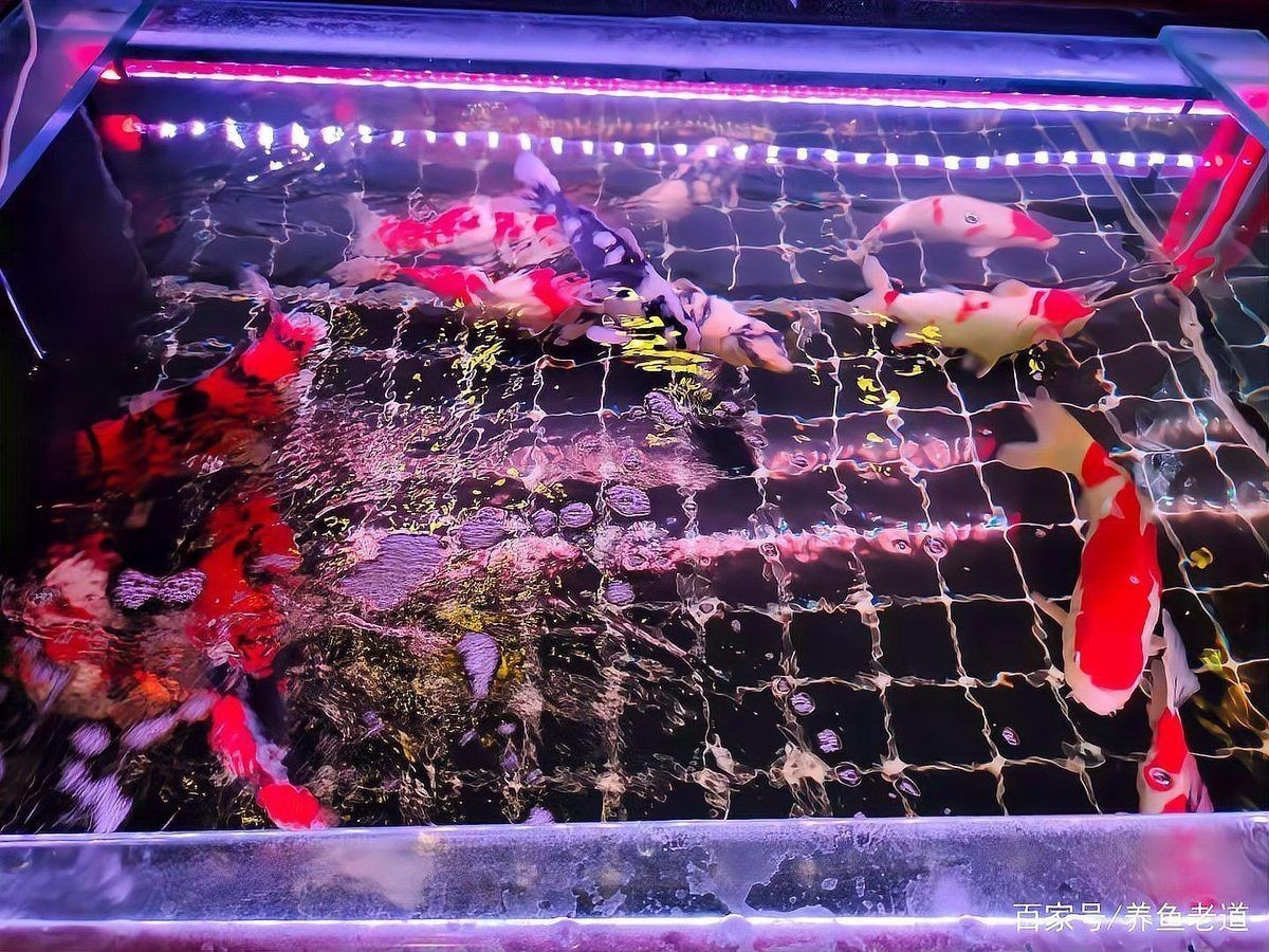 舊魚(yú)缸可以賣(mài)給別人嗎，舊魚(yú)缸能否轉(zhuǎn)賣(mài)