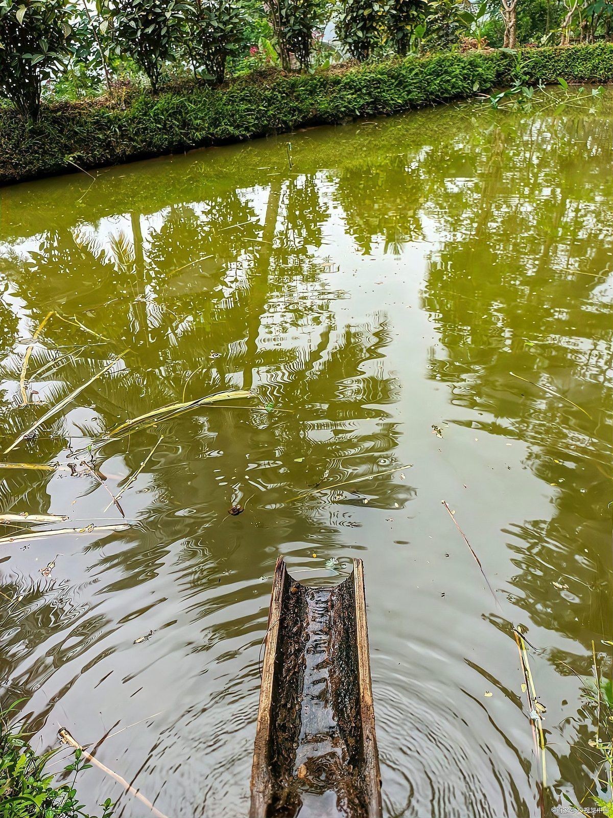 祥龍魚場是否有加盟成功的案例？，祥龍魚場加盟成功案例