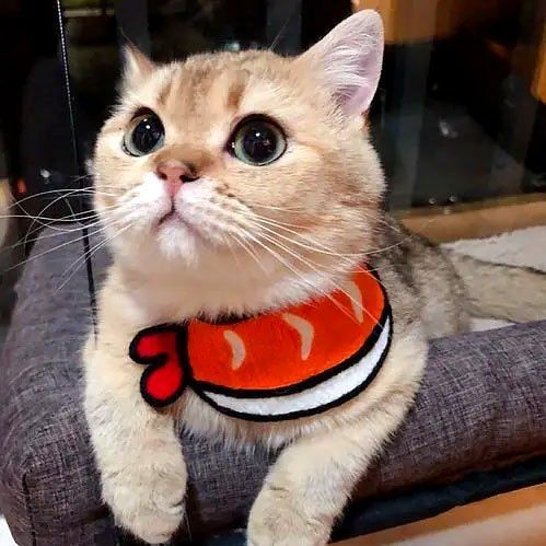 關(guān)刀魚混養(yǎng)最忌三種東西，關(guān)刀魚混養(yǎng)三大禁忌！這三種搭配千萬要慎