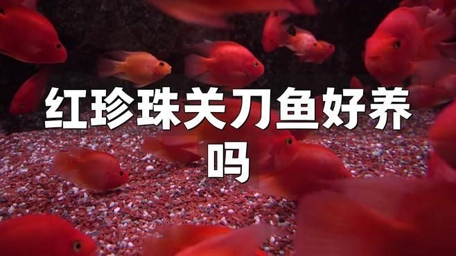 關(guān)刀魚混養(yǎng)最忌三種東西，關(guān)刀魚混養(yǎng)三大禁忌！這三種搭配千萬要慎