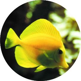 金絲招財貓魚能養多大，揭秘金絲招財貓魚成體尺寸
