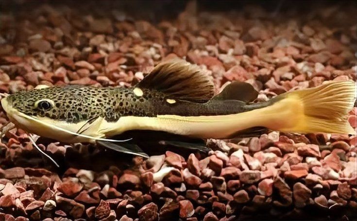 金絲招財貓魚能養多大，揭秘金絲招財貓魚成體尺寸