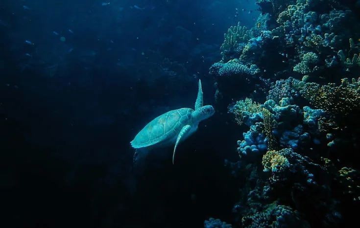 海里的金龍魚是什么魚，揭秘，海里被稱為金龍魚的神秘魚類