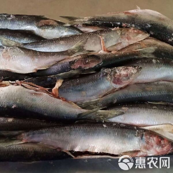 活魚批發2元左右一斤，超低價直供鮮活現撈！活魚批發驚爆價僅約2