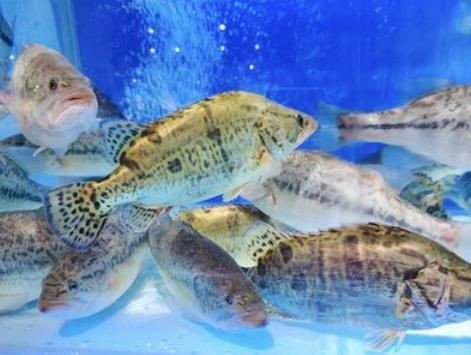 活魚批發2元左右一斤，超低價直供鮮活現撈！活魚批發驚爆價僅約2