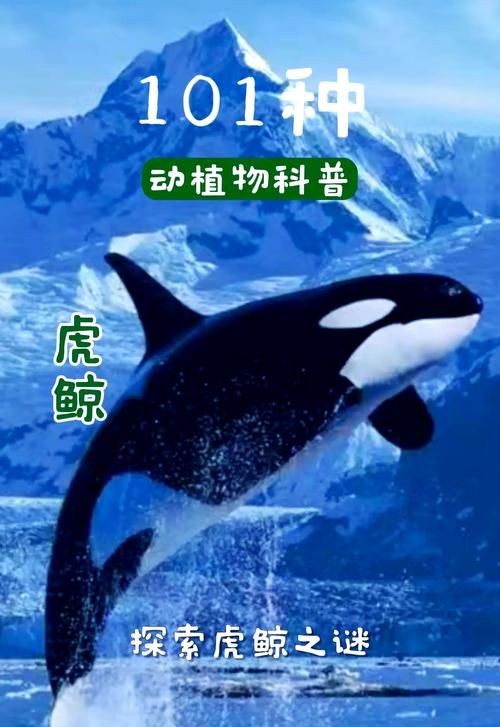 海老虎長什么樣子，揭秘，海老虎的真實樣貌與外形特征全