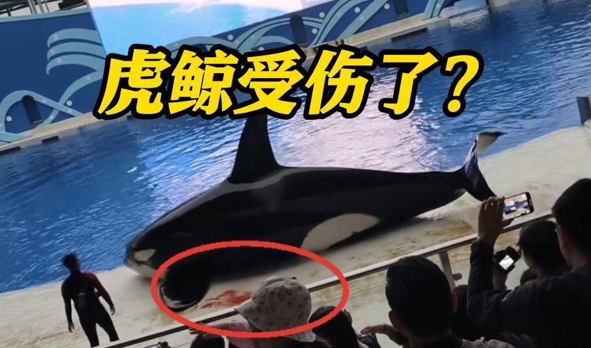 海老虎長什么樣子，揭秘，海老虎的真實樣貌與外形特征全