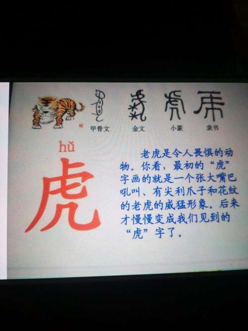 海老虎長什么樣子，揭秘，海老虎的真實樣貌與外形特征全