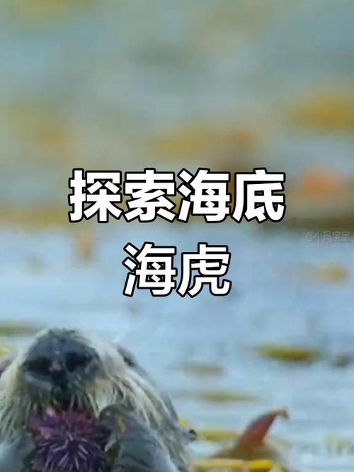 海老虎長什么樣子，揭秘，海老虎的真實樣貌與外形特征全