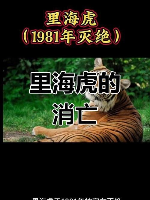 海老虎長什么樣子，揭秘，海老虎的真實樣貌與外形特征全