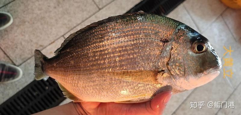 廣東常見魚一覽表,廣東常見淡水 龍魚論壇 第1張 廣東常見魚一覽表,廣東常見淡水 廣東常見魚一覽表,廣東常見淡水 龍魚論壇 第1張