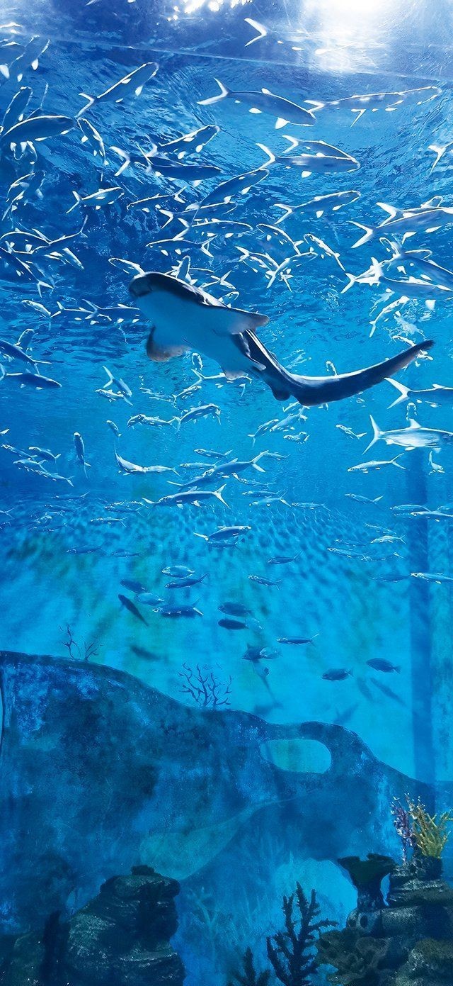 吉印水族最厲害三個地方，揭秘吉印水族堪稱一絕