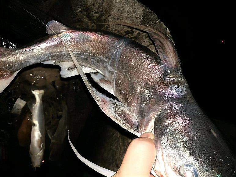 海鯰魚毒性多強，揭秘海鯰魚致命毒性，其毒理威力究竟有多