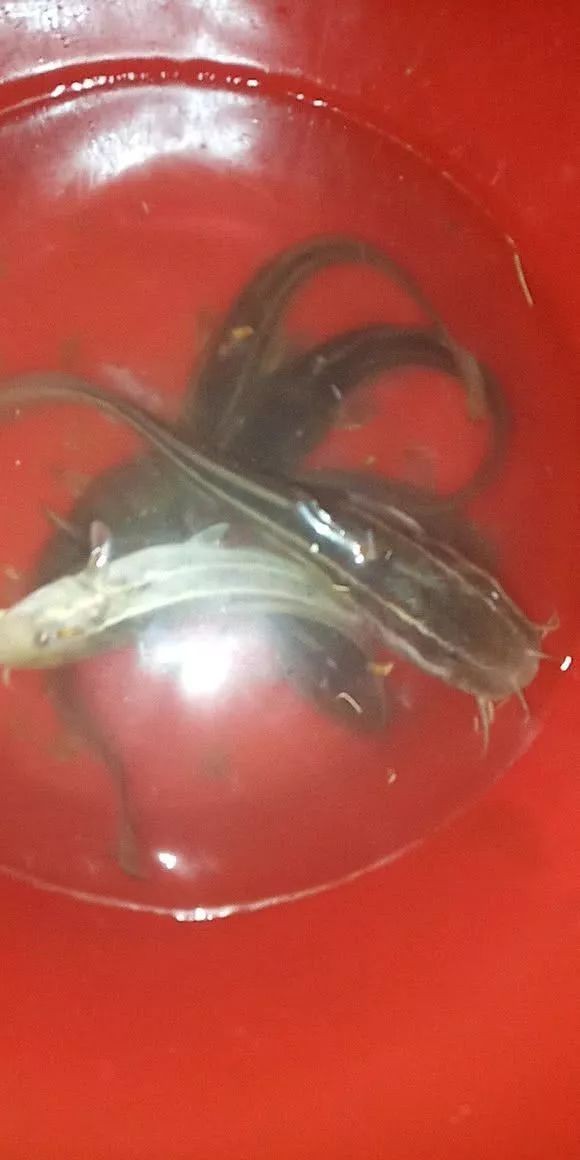 海鯰魚毒性多強，揭秘海鯰魚致命毒性，其毒理威力究竟有多