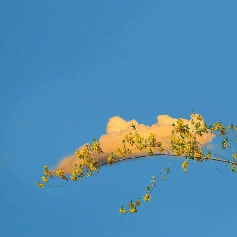 九鼎魚缸屬于什么檔次，深度解析，九鼎魚缸究竟處于哪個