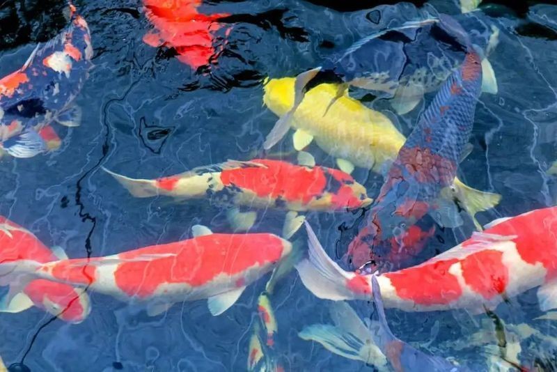 廣州觀賞魚金龍魚繁殖，探秘廣州金龍魚觀賞魚繁育基地的