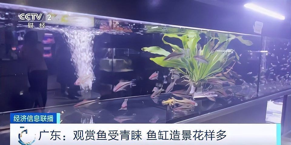 廣州觀賞魚金龍魚繁殖，探秘廣州金龍魚觀賞魚繁育基地的