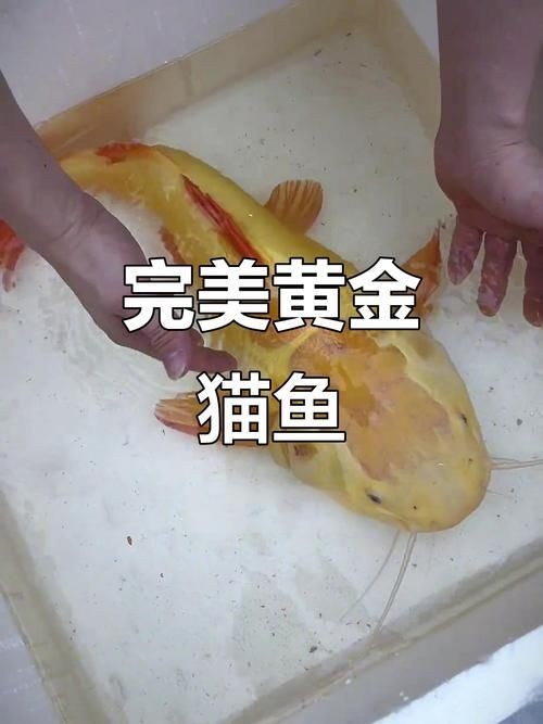 金絲貓魚圖片，高清精美金絲貓魚圖片