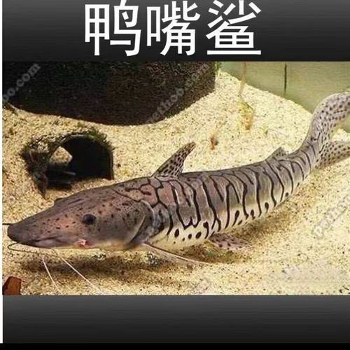 金絲貓魚圖片，高清精美金絲貓魚圖片