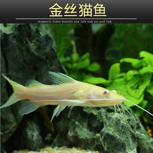 金絲貓魚圖片，高清精美金絲貓魚圖片