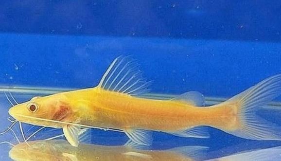 金絲貓魚圖片，高清精美金絲貓魚圖片