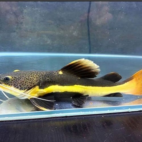 金絲貓魚圖片，高清精美金絲貓魚圖片