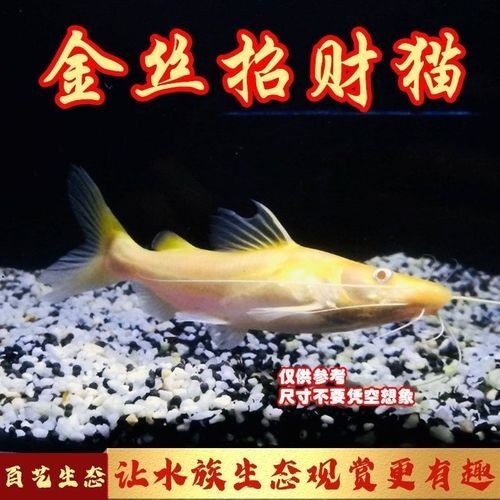 金絲貓魚圖片，高清精美金絲貓魚圖片
