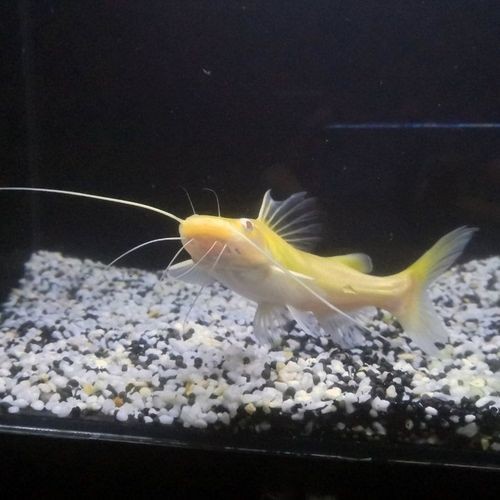 金絲貓魚圖片，高清精美金絲貓魚圖片