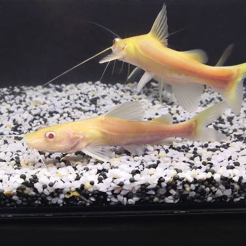金絲貓魚圖片，高清精美金絲貓魚圖片