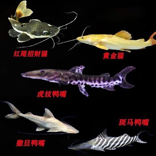 金絲貓魚圖片，高清精美金絲貓魚圖片