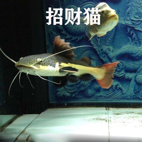 金絲貓魚圖片，高清精美金絲貓魚圖片