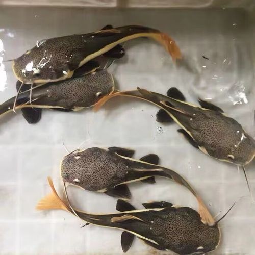 金絲貓魚圖片，高清精美金絲貓魚圖片