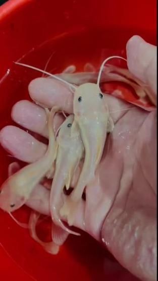 金絲貓魚圖片，高清精美金絲貓魚圖片