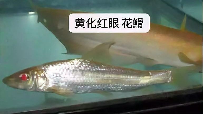 金絲貓魚圖片，高清精美金絲貓魚圖片