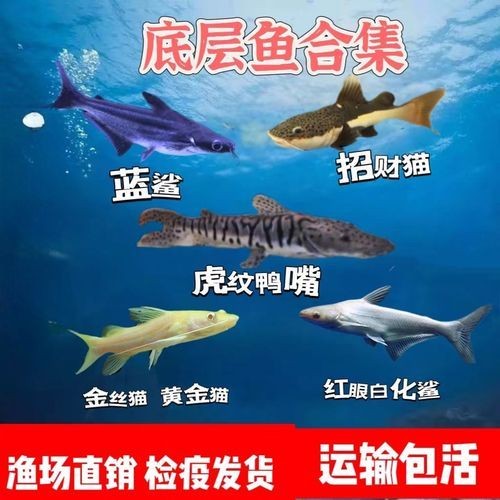 金絲貓魚圖片，高清精美金絲貓魚圖片