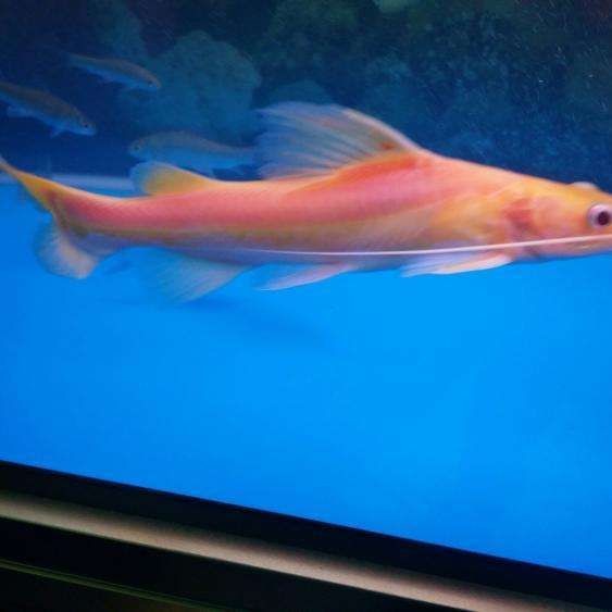 金絲貓魚圖片，高清精美金絲貓魚圖片
