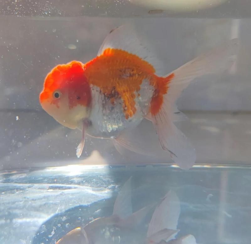 泰獅魚鰭充血根部，泰獅魚鰭根部充血