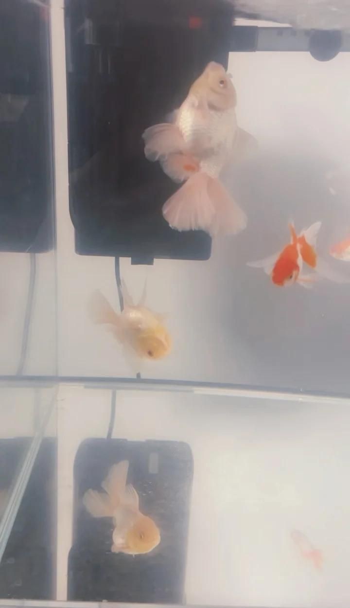 泰獅魚鰭充血根部，泰獅魚鰭根部充血